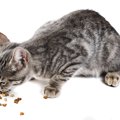 野良猫の餌やりが抱える問題点とマナー