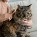 猫の長毛種・短毛種別お手入れ方法　使う道具や気をつけるべきポイン…