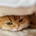 猫のストレスリスクになること４つ！あなたの生活環境は大丈夫？