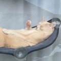 猫が『窓辺のベッド』で爆睡…バカンスを満喫しているかのような光景が…