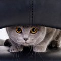 『警戒心が強い猫』の特徴4つ！仲良くなるためにすべきことは？