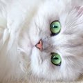 『瞳の色が美しすぎる猫』が話題に…まるで宝石のような"緑の瞳"…