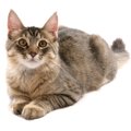 ヤマネコのような『ワイルド』な猫種7選♡特徴や魅力を徹底解説！