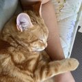猫が飼い主の腕で寝たがる理由３つ