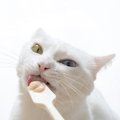 猫が大好きチャオはチュール以外にもある！商品の特徴やおすすめ10選！
