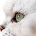 『猫が涙を流す病気』5選　異物やウイルス…それぞれの症状と対処法を…