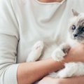 猫用インターフェロンの効果と副作用について
