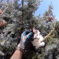 猛暑の中36時間以上も木の上にいた猫…熱中症寸前でレスキュー！
