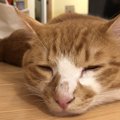 猫の『寝方』でわかる安心レベル5つ