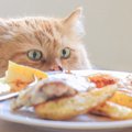 食欲の秋！猫に食べさせて良い物、悪い物を確認しよう！
