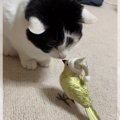 猫が「鳥のおもちゃに顔を近づけてガン見」した結果→何とも言えないシ…