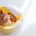 猫のトイレ掃除に役立つゴミ箱おすすめ3選