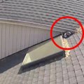 屋根の上から降りて来ない…立ち往生する猫をレスキュー