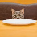 愛猫の健康は食事から！猫の『免疫力を上げる食材』3つ　上手に取り入…