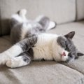 猫は好きな人・嫌いな人で『寝方』を変えてる？4つのパターン