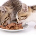 子猫への食べ物の与え方と注意すべきこと
