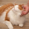 猫の癒し効果がすごい！科学的に証明されている事５つ