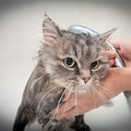 猫を入浴させる方法とその際の注意点