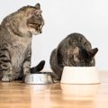 猫に見られる『危険な過食』サイン３つと考えられる病気　普通の大食…