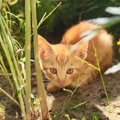 庭に現れた『ガリガリに痩せた子猫』を助けたら…”腹ペコすぎる猫”の救…