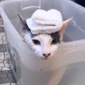 猫を『乳酸菌風呂』に入れてみた結果…まさかの行動が予想外すぎて面白いと…