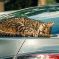 野良猫がよく『駐車場』にいる5つの理由！絶対しちゃダメな行為とは？