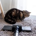 猫はなぜ「掃除機」をいやがるのか？4つの理由と、共存するための克服…