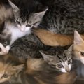 避妊したママ猫に5匹の子猫……親子が歩んだ新たな猫生とは？