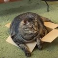 『小さすぎる箱にどうしても入りたい…』頑張るキジトラくんが可愛い