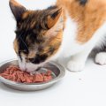 猫用総合栄養食のウェットフード　選び方や14のおすすめ商品