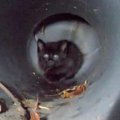排水溝に落ちて鳴く子猫…緊急救出され母猫と再会！