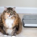 猫も『糖尿病』になる？5つの原因や症状、治療法を解説