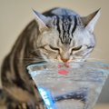 猫にとって『安全な飲み物』4選