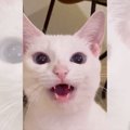 飼い主を『おかぁ〜』と呼ぶ猫を撮影したら…”日本語の発音良すぎ”と65万再…