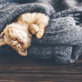 猫が『リラックスしやすい環境』2選！愛猫の住環境を見直してみて！