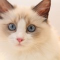 『人懐っこい猫』と言われる猫種5選　性格や特徴をご紹介