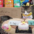 猫きょうだいの記念日をダブルでお祝い！プレゼントやケーキで豪華な…