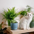 猫の命を奪う『危険すぎる植物』4選　誤飲してしまったときに起こりう…