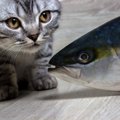猫はマグロを食べても大丈夫？生魚などを与える際の注意点を解説！
