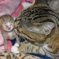 出産直前に捨てられた母猫は帝王切開で命を救われた