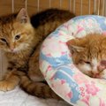 保健所前の箱に2匹の子猫…助けを求め寄り添う猫の未来は？