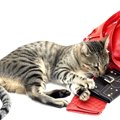 猫のカードケースのおすすめ10選！かわいい、おしゃれな商品を紹介