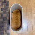 『ゴミ箱を洗ったら…』ちょっと目を離した隙に入り込む猫ちゃん「いな…