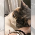 アンニュイな表情で飼い主さんの手に甘える猫さん♡ブレスレットを触る…
