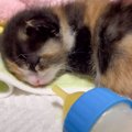 熟睡してる子猫にミルクを近づけてみたら…『寝起きドッキリ』の反応が…