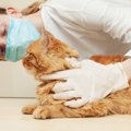 猫が鼻血を出す原因や考えられる病気、対処法まで