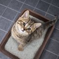 猫にとって理想的な『トイレの置き場所』5選
