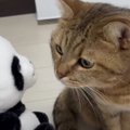 はじめまして！猫ちゃんとお友達になりたい声まねパンダ♡？