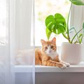 猫と暮らす家にも安心して飾れる『植物』7選　事故防止のために取って…