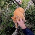 木の枝の先で立ちすくむ猫…緊迫する救助活動の行く末は？